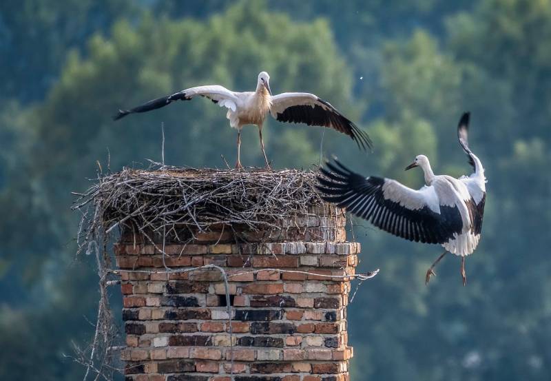 Expert Chimney Animal Removal in Rowlet, TX Professional Chimney Animal Removal Services in Rowlet, Texas
