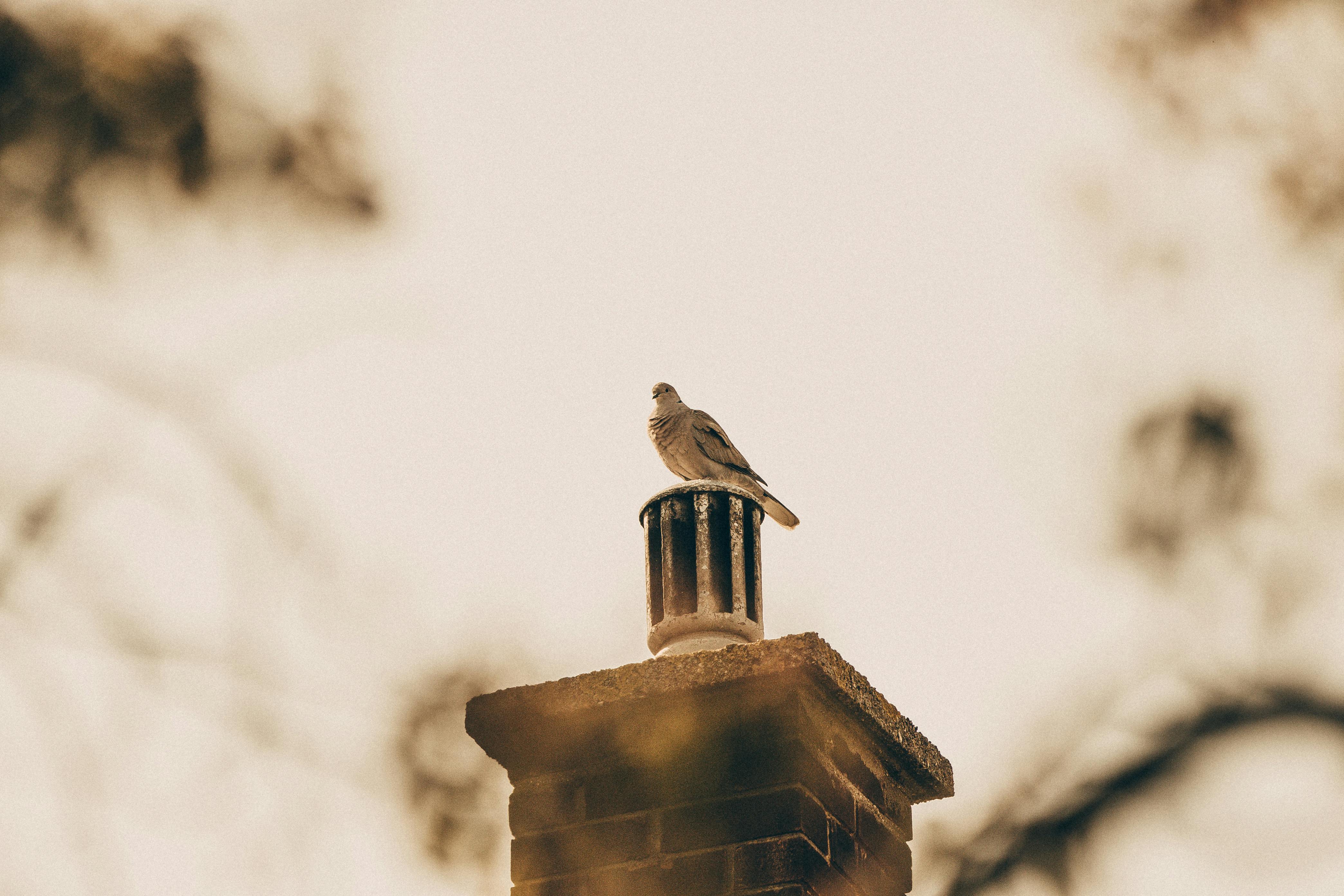 Quality Chimney Caps and Dampers Installation in Rowlet, TX Professional Chimney Cap and Damper In Rowlet Texas